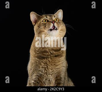 carino adulto gatto grigio scozzese gatto dritto si siede su uno sfondo nero e guarda in su Foto Stock