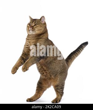 Gatto grigio per adulti scozzese dritto si alza sulle gambe posteriori e guarda in alto. Allegro e simpatico animale Foto Stock