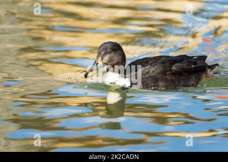 Mallard Duck Hen nuotare sull'acqua di un laghetto Foto Stock