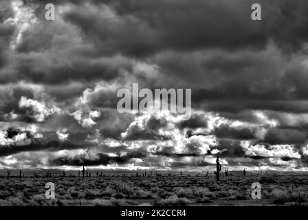 Infrarosso sonora Desert Arizona Foto Stock