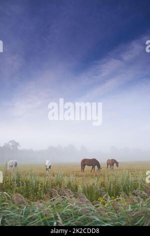 Pascolo nella nebbia mattutina. Cavalli pascolo in un pascolo in una mattinata di nebbia. Foto Stock