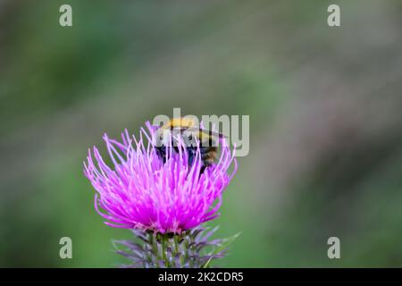 Un bumblebee siede sul fiore di un cardo di latte e raccoglie polline. Foto Stock