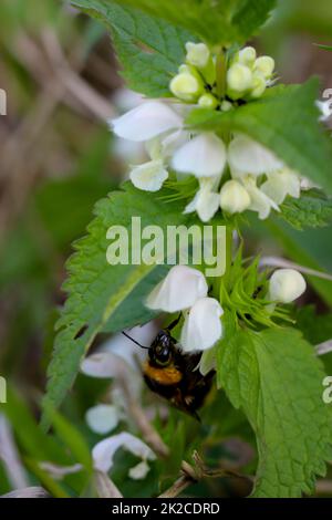 Un bumblebee siede sui fiori di un deadortle bianco. Foto Stock