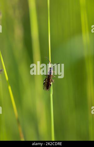 Una mosca o un insetto simile a una mosca su una pianta. Foto Stock