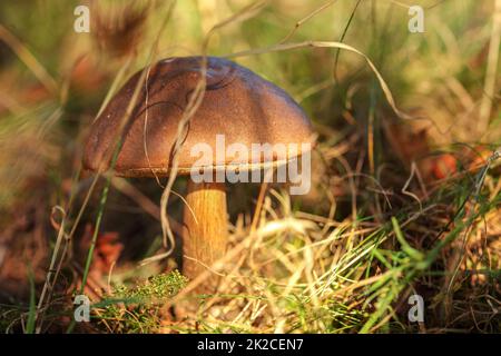 La Betulla bolete (Leccinum scabrum) cresce in erba e muschio, pomeriggio di sole che splende all ombra della foresta. Foto Stock