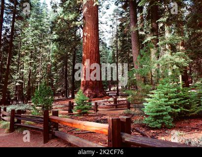 Sequoia gigante alberi Foto Stock