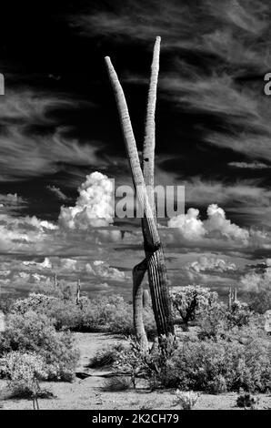 Infrarosso Saguaro Cactus sonora deserto Arizona Foto Stock