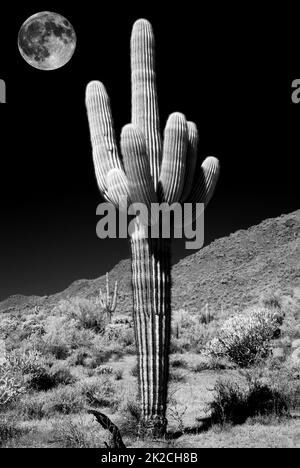 Saguaro Cactus cereus giganteus Luna piena a infrarossi Foto Stock