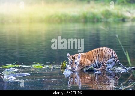 Il cucciolo di tigre del Bengala è in piedi sulla pietra nel lago Foto Stock