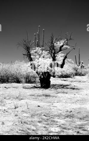 Immagine a infrarossi sonora Desert Arizona Foto Stock
