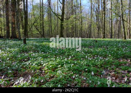 Foresta primaverile con anemone fiorito Foto Stock