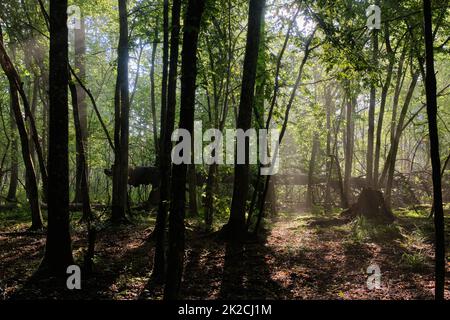 Il fascio di sole entra in una ricca foresta decidua Foto Stock