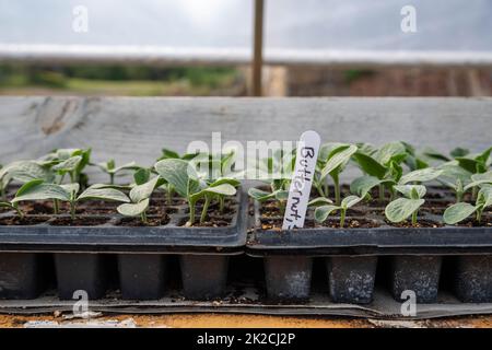 Piantine di zucca di Butternut etichettate che germogliano in serra Foto Stock