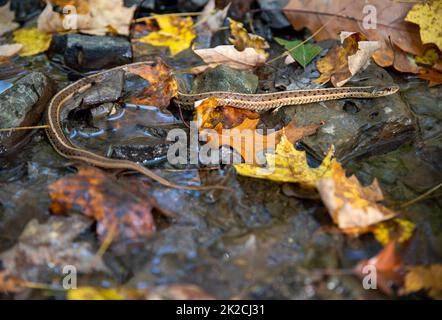 Primo piano di un serpente garter che attraversa un ruscello della foresta d'autunno Foto Stock