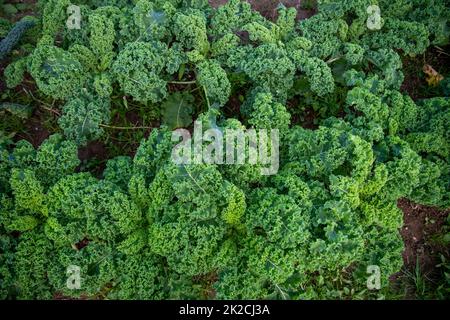 vista ad angolo alto di file di kale verde riccio in giardino biologico Foto Stock