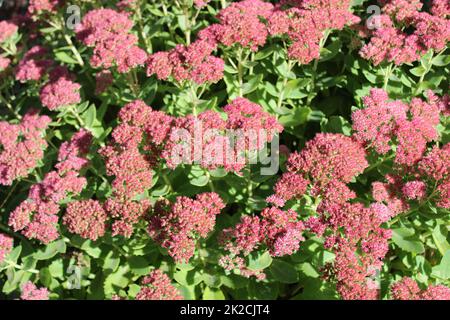 sedum in fiore nel giardino Foto Stock