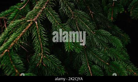 Foglie di pino verde e rami su sfondo scuro nella foresta. Sfondo foglia verde scuro. Pino verde ago. Carta da parati albero di pino di Natale. Ramo di abete. Bel motivo di pino ramoscello Foto Stock