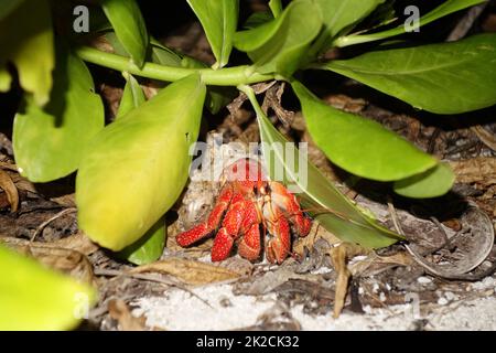 Granchio rosso eremita in una conchiglia sotto un cespuglio Foto Stock