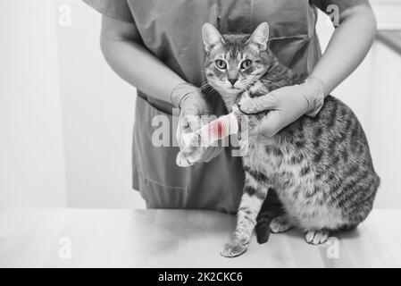 Medico veterinario che bende la gamba ferita di un gatto Foto Stock