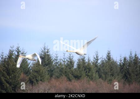 2 cigni volanti su una foresta Foto Stock