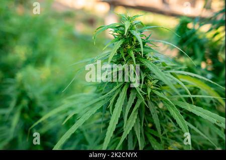 la marijuana lascia le piante di cannabis uno sfondo Foto Stock