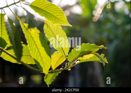 Kratom Mitragyna speciosa verde è un tipo di droga Foto Stock