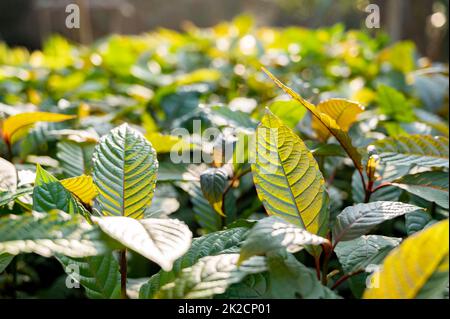 Kratom Mitragyna speciosa verde è un tipo di droga Foto Stock
