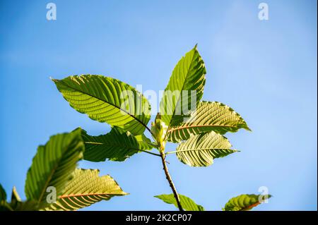Kratom Mitragyna speciosa verde è un tipo di droga Foto Stock