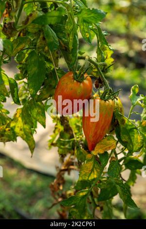 I pomodori del heirloom maturano sulla vite in sole Foto Stock