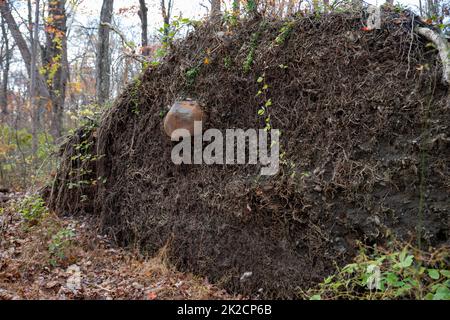 Gigantesca massa di radice di albero sradicato con roccia sporgente. Foto Stock