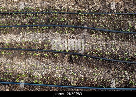 giovani pianta germogliano intorno a linee bagnate di irrigazione in terreno di giardino Foto Stock