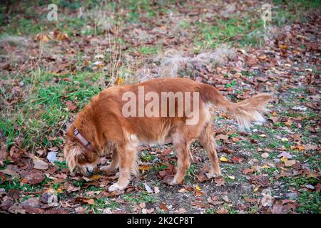 Il cane da caccia Golden Retriever sniffa il terreno nel paesaggio autunnale Foto Stock