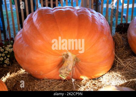 Zucca arancione gigante con gambo lungo alla fiera di paese Foto Stock