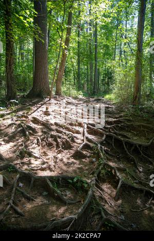 Raggi di sole su un sentiero boschivo coperto di grandi radici di alberi Foto Stock