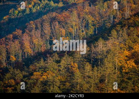 Incantevoli foreste autunnali illuminata da un caldo pomeriggio tardi sun Foto Stock