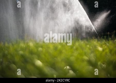 Agricoltura intensa mais fiekd essere irrigatedwith enormi quantità di acqua in una calda giornata estiva Foto Stock