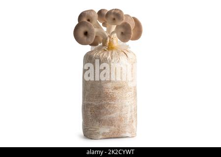 Coltivazione di funghi, ostriche indiane, funghi fenice, ostriche letali sul terreno in sacchetto di plastica isolato su sfondo bianco con percorso di taglio. Foto Stock