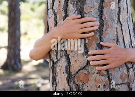 Salvare alberi uno alla volta. Sparato di qualcuno che abbraccia un albero nei boschi. Foto Stock