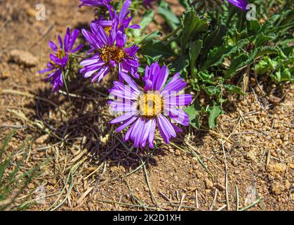 Fiori viola in Colorado Foto Stock