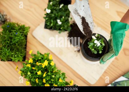 Suolo di potting di ol buono. Colpo ad angolo alto di una giovane botanista femminile irriconoscibile che pota piante mentre lavora nel suo fioraio. Foto Stock