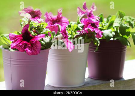 Rosa petunia bellissimo fiore nel pot. crescente di petunia in balcone Foto Stock