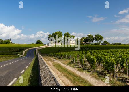 Vigneti tipici vicino Chateau Pichon Longueville Comtesse de Lalande, Bordeaux, Aquitania, Francia Foto Stock