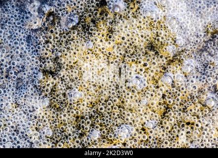 Le bolle di aria nel fango e limo sotto l'acqua. Sfondo di bolle, texture di superficie. Foto Stock