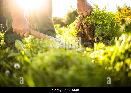 Giardiniere senior giardinaggio nel suo giardino permaculture - raccolta carote Foto Stock