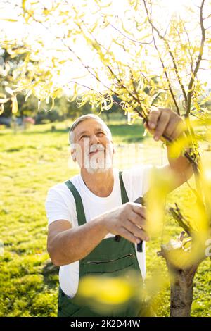 Giardiniere senior nel suo giardino di permacultura - potatura alberi Foto Stock