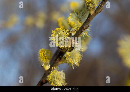 ape raccolta polline su una catkin Foto Stock