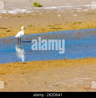 La Camargue, la Provenza, Francia Foto Stock