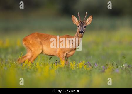 Capriolo che guarda alla macchina fotografica sul campo in natura estiva Foto Stock