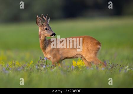 Caprioli giovani che guardano i fiori selvatici nella natura estiva Foto Stock