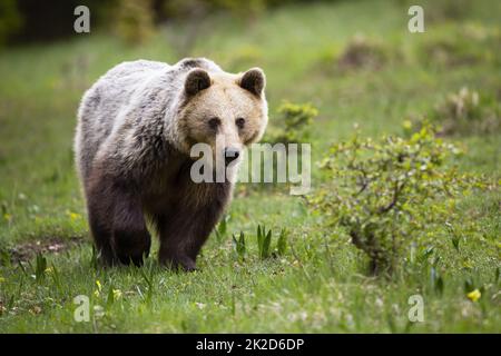 Allerta orso marrone che si avvicina su un prato con erba verde in estate Foto Stock